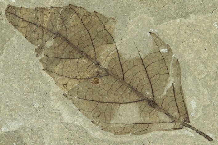Fossil Hackberry (Celtis) Leaf - Insect Predation! #323391